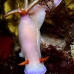 nudibranch_cr_hsb_r_v_0223_kom3220.jpg